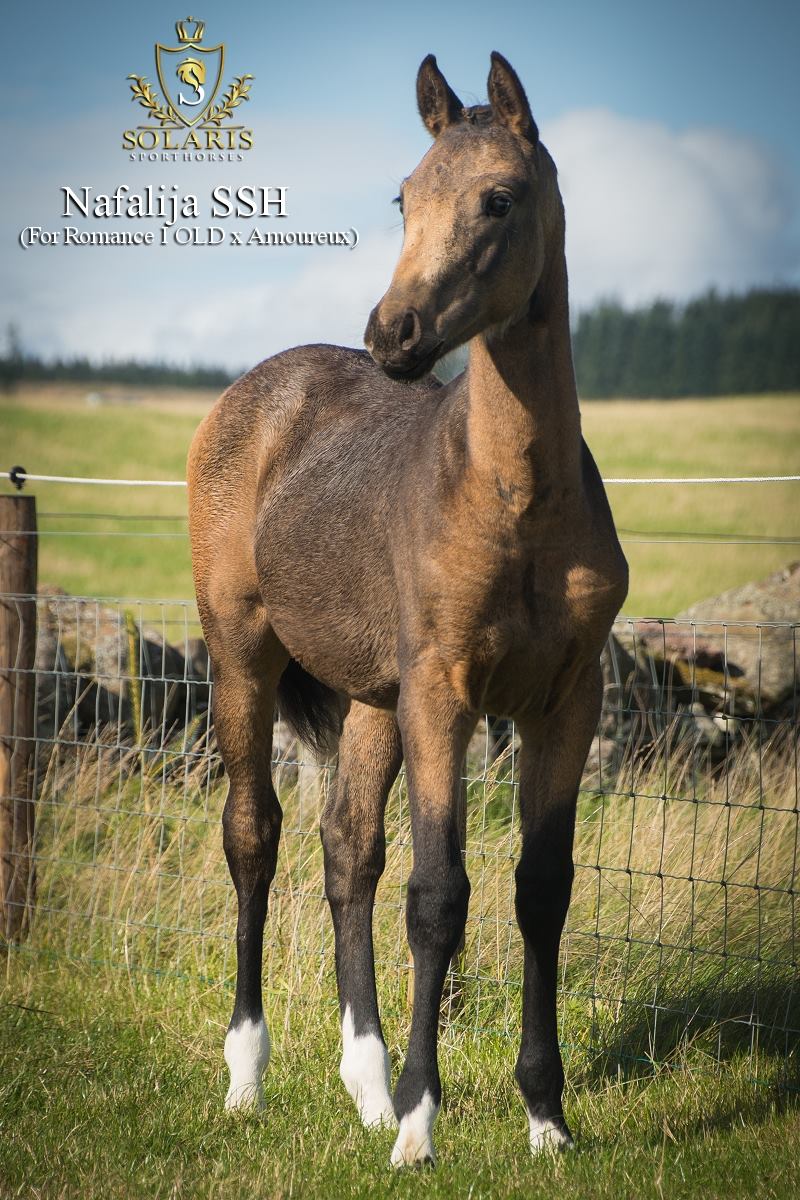 Nafalija SSH - KWPN Buckskin Filly Foal (For Romance I x Amoureux)